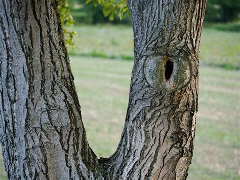 Tree Trunk Bark Free Photo On Pixabay Pixabay