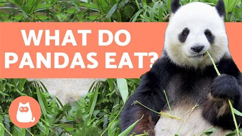 So it's quite curious that their gut bacteria isn't. What do PANDAS eat? 🐼 All about the Panda Bear Diet! - YouTube
