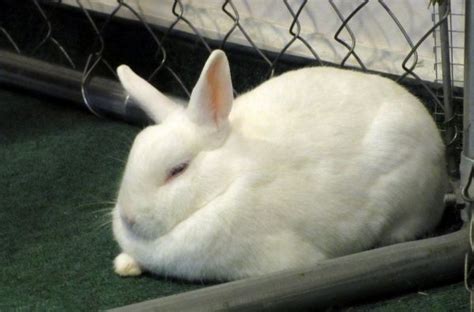 Where Do Rabbits Sleep Top 3 Bedding And Rabbit Behavior Guide