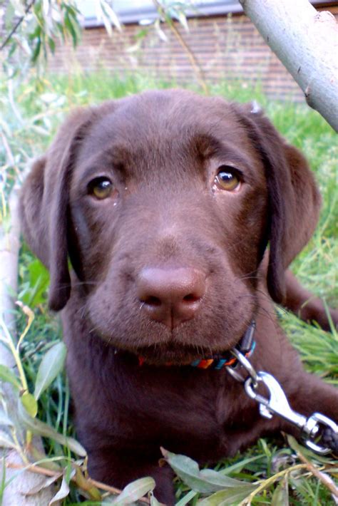 How Dogs Evolved Puppy Dog Eyes Mirage News