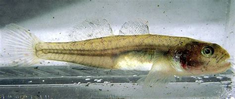 Fun Tidewater Goby Facts For Kids Kidadl