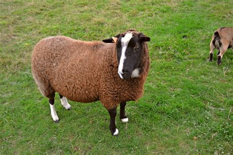 Free Images Grass Farm Meadow Horn Herd Pasture Grazing Sheep Brown Wool Fauna