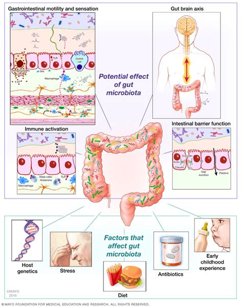 Impact Of Gut Microbiota On Host Physiology Gut Microbiome Laboratory