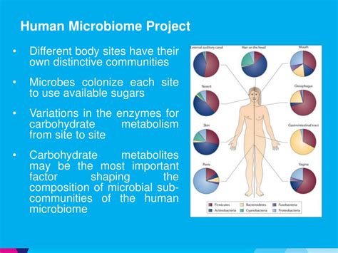 Ppt The Human Microbiome Powerpoint Presentation Free Download Id