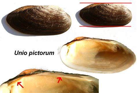 Follow the official blog of unio. File:Unio punctatum.jpg - Wikimedia Commons