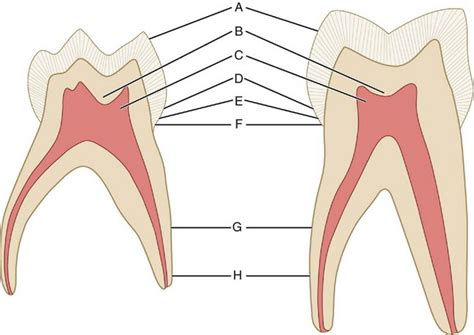 3 The Primary Deciduous Teeth Pocket Dentistry