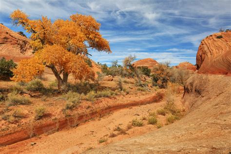 Usa Pars Sky Utah Trees Sand Nature Desert Landscape Wallpapers Hd Desktop And Mobile