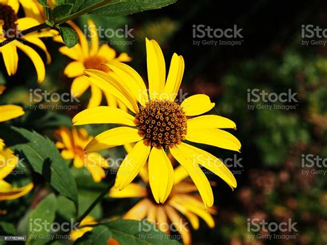 False Sunflower Rough Oxeye Stock Photo Download Image Now