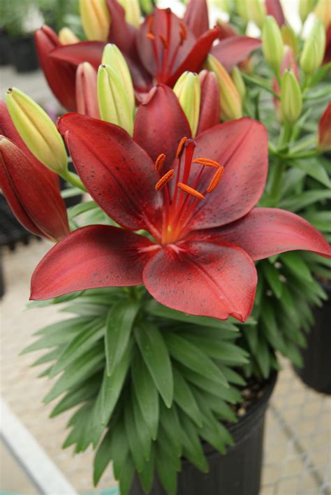 Tiny Comfort Asiatic Lily Plant Library Pahls Market