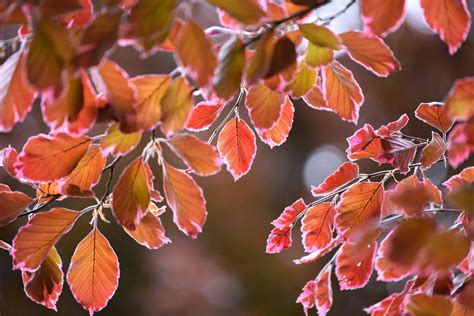 How To Grow And Care For Tricolor Beech