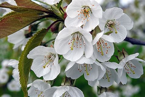 Hd Wallpaper Close Up Photo Of Pink Cherry Blossom Yangmingshan