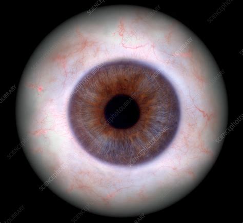 Human Eye Stock Image P4200615 Science Photo Library