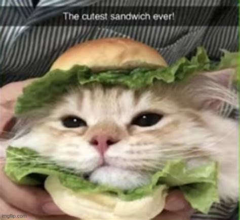 Cute Cat Sandwich Imgflip