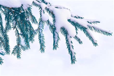 Premium Photo Coniferous Spruce Branch Frozen Winter Forest With Snow