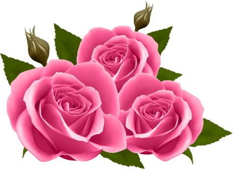 Free Png Pink Roses Png Images Transparent Clipart Full Size Clipart