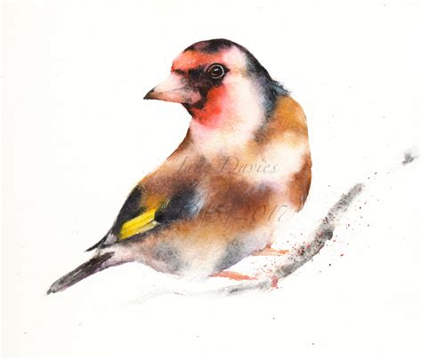 Goldfinch Painted By Watercolour Artist Jane Davies Bird Watercolor