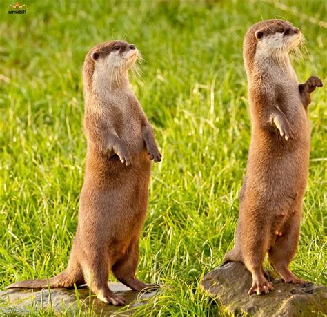 Otters Do Their Best Meerkat Impression Otters Baby Otters Otters Cute