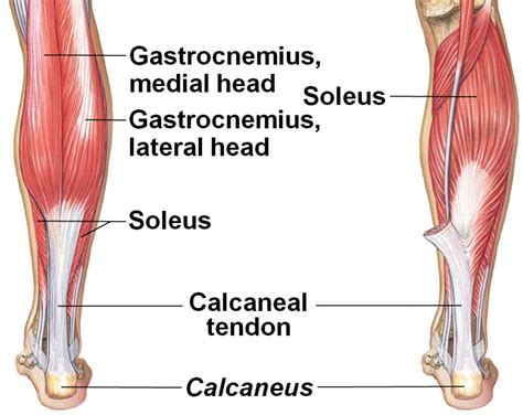 Human Calf Muscle Anatomy What Is The Anatomical Term For Your Calf