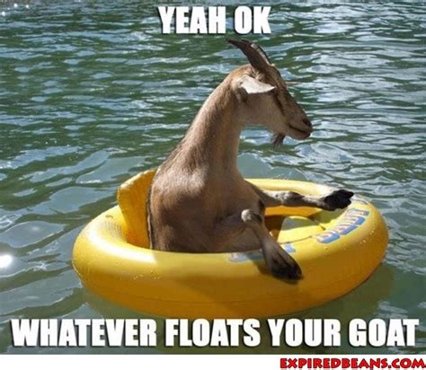 Whatever Floats Your Boat Animal Puns Haha Funny Laugh
