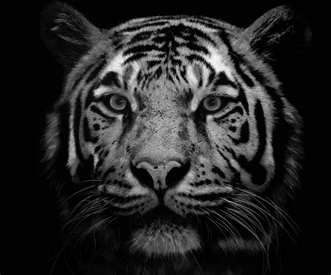 Wallpaper Face Tiger Wildlife Fur Big Cats Whiskers Head Roar