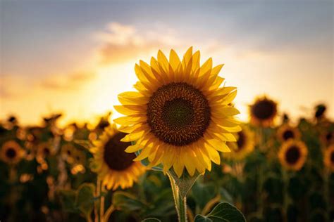Sunrise Sunflower Stock Photos Pictures And Royalty Free Images Istock