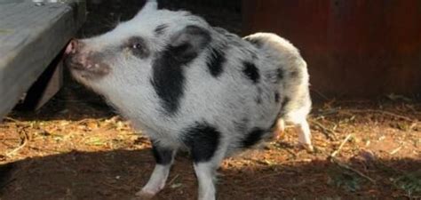 You can find food formulated for potbelly pigs in. 100-pound pet pig stolen from California home | Pet pigs ...