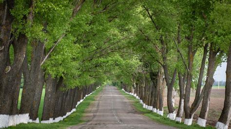 Asphalt Road Surrounded On Both Sides By Green Trees Reaching The