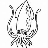 Squid Coloring Printable Sheet Marine Animals sketch template
