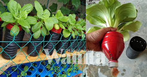 Cara Tanam Sayur Hidroponik Menanam Sayuran Dari Biji Dan Benih Ibu