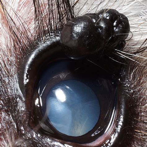 Canine Eyelid Masses — Acvo Public