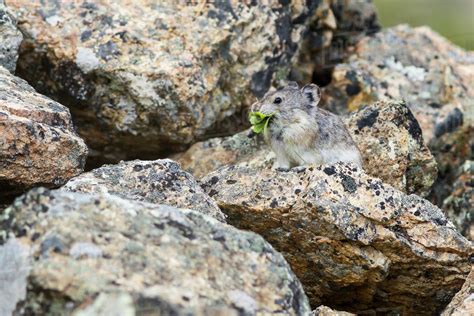 Close Up Of A Collared Pika Ochotona Collaris Sitting On A Rock With