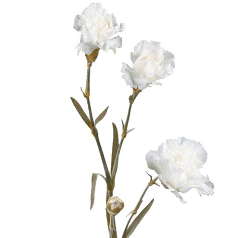Globalrose 100 Stems Of Fresh Cut White Spray Carnations 400 Blooms