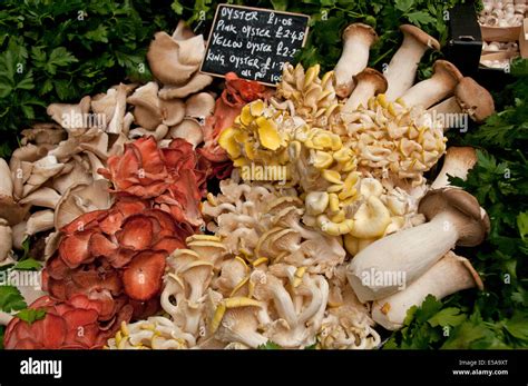 Types Of Oyster Mushrooms