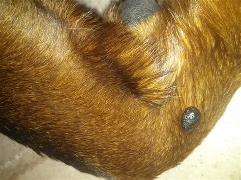 What Is That Black Mole On My Dogs Leg Pethelpful