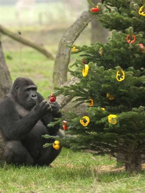 Gorilla With Juniper Tree Decorated For Christmas In Bell Peppers