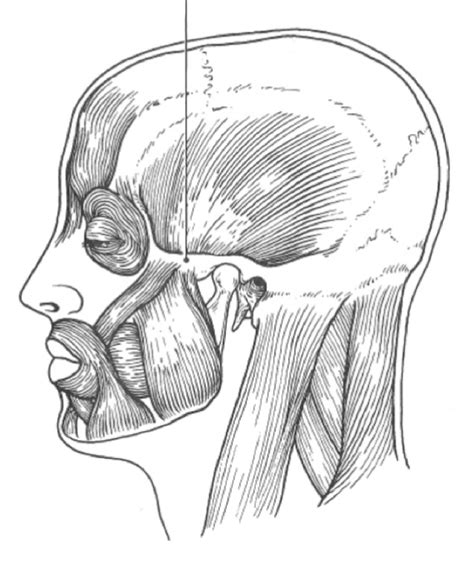 Head Muscles Diagram Quizlet
