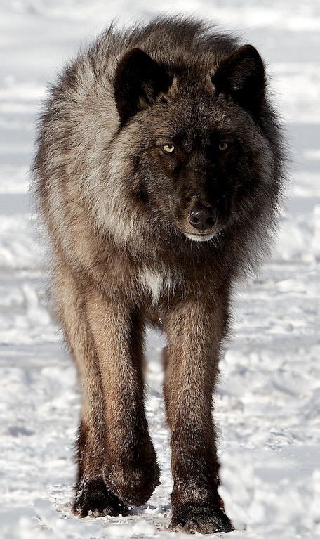 Pin By Makayla Johns On Wolf Hybrid Puppies With Images Animals Wild