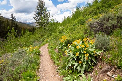 Sidewalk Trail Gros Ventre Mountains Free Roaming Hiker