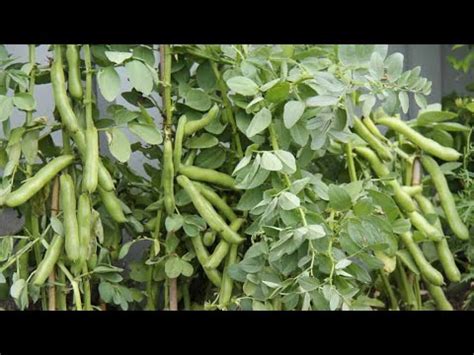 Growing Broad Beans In Containers Part Sowing Youtube