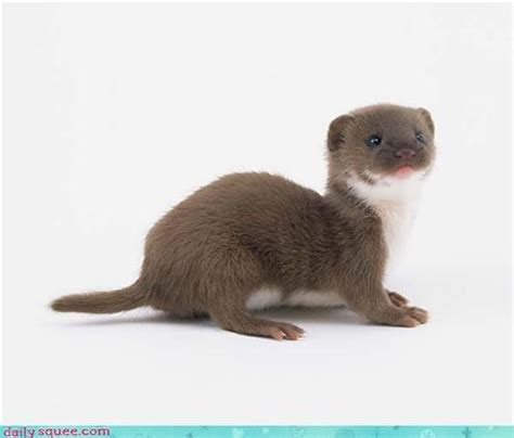 Baby Weasel Mustelid Mania Ferrets And Weasels Pinterest Babies