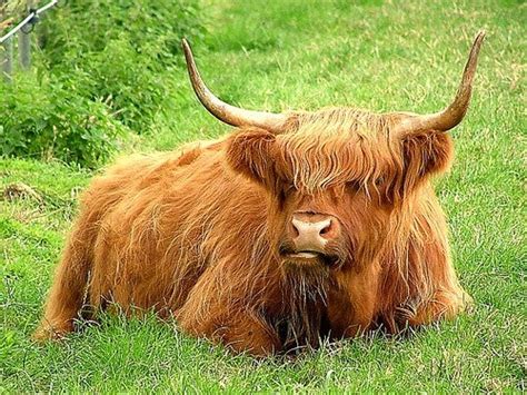 Scottish Animals Schotland
