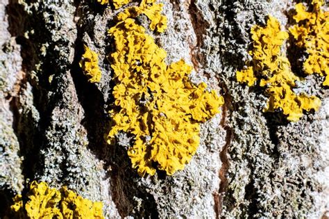 O fungo amarelo na casca da árvore fecha Foto Premium