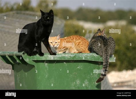 Feral Cats On A Bin Feeding Stock Photo Alamy