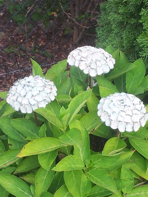 Dekoschilder für haus & garten schriftzüge schilder mit lustigen sprüchen versandkostenfrei ab 20 € unkomplizierte rückgabe zum shop! Pin von Cathy Searcy auf Ceramic | Haus und garten ...
