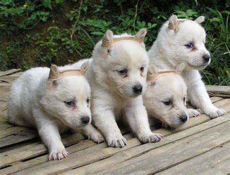 4 males and 2 females. Kintamani Dog Info, Temperament, Puppies, Pictures