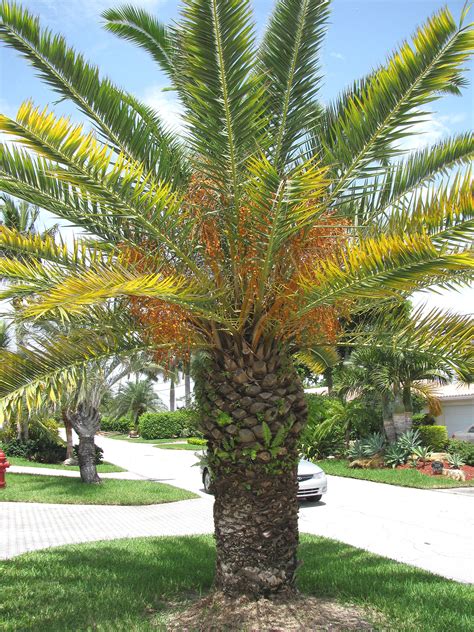 Canary Island Date Palm Tree Canary Island Date Palm Florida Gardening Gardening Zones