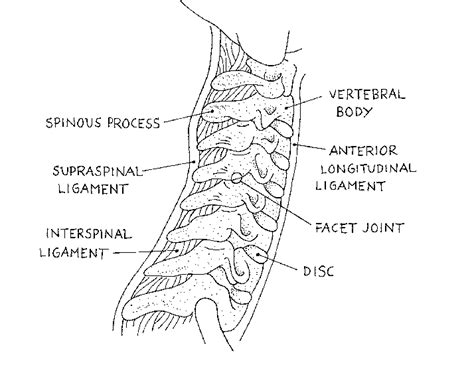 Schematic Lateral View Of The Cervical Spine Download Scientific Diagram