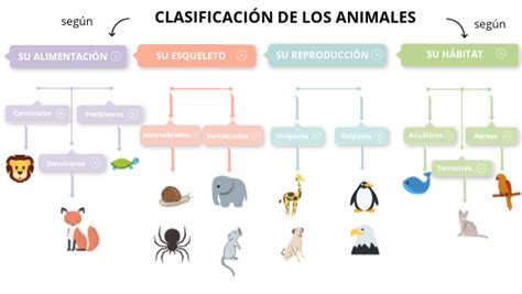 Clasificación De Los Animales