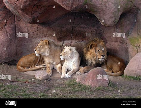 Three Lions Sitting In The Den Stock Photo Alamy