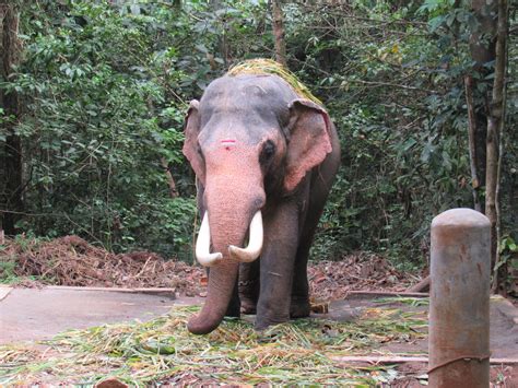 Kerala An Odyssey Indian Elephants